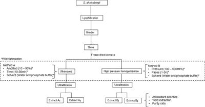 Highly Efficient Water-Based Extraction of Biliprotein R-Phycoerythrin From Marine the Red-Macroalga Sarcopeltis skottsbergii by Ultrasound and High-Pressure Homogenization Methods